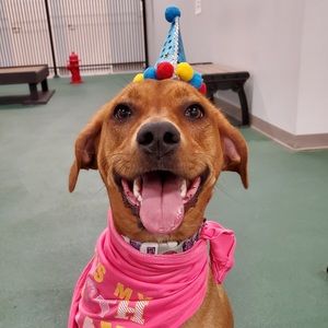 Meet your Posher, Holly